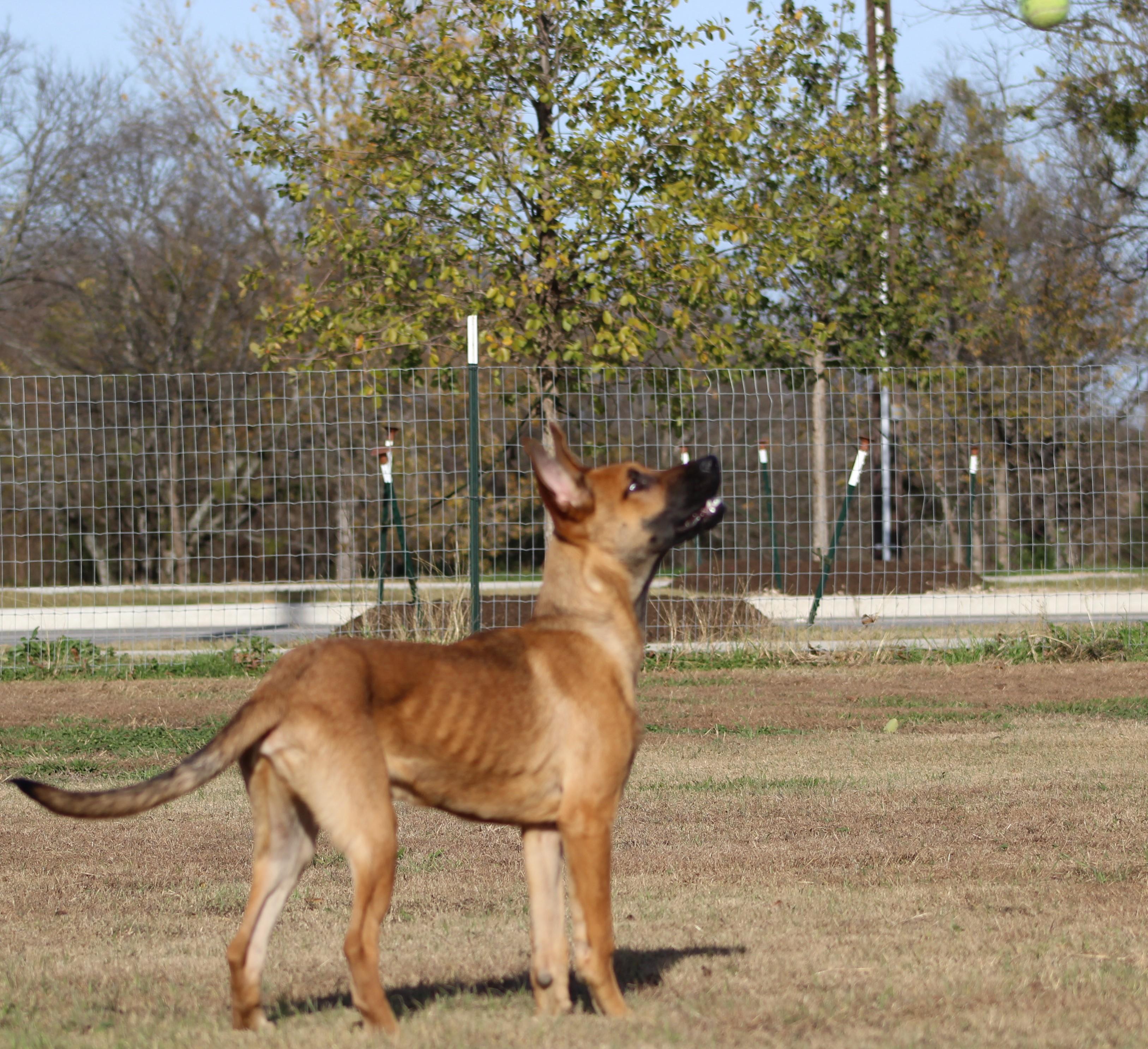 Enlarge Duck Duck Goose, a ADOPTABLE mixed breed in Temple, TX image 4/5