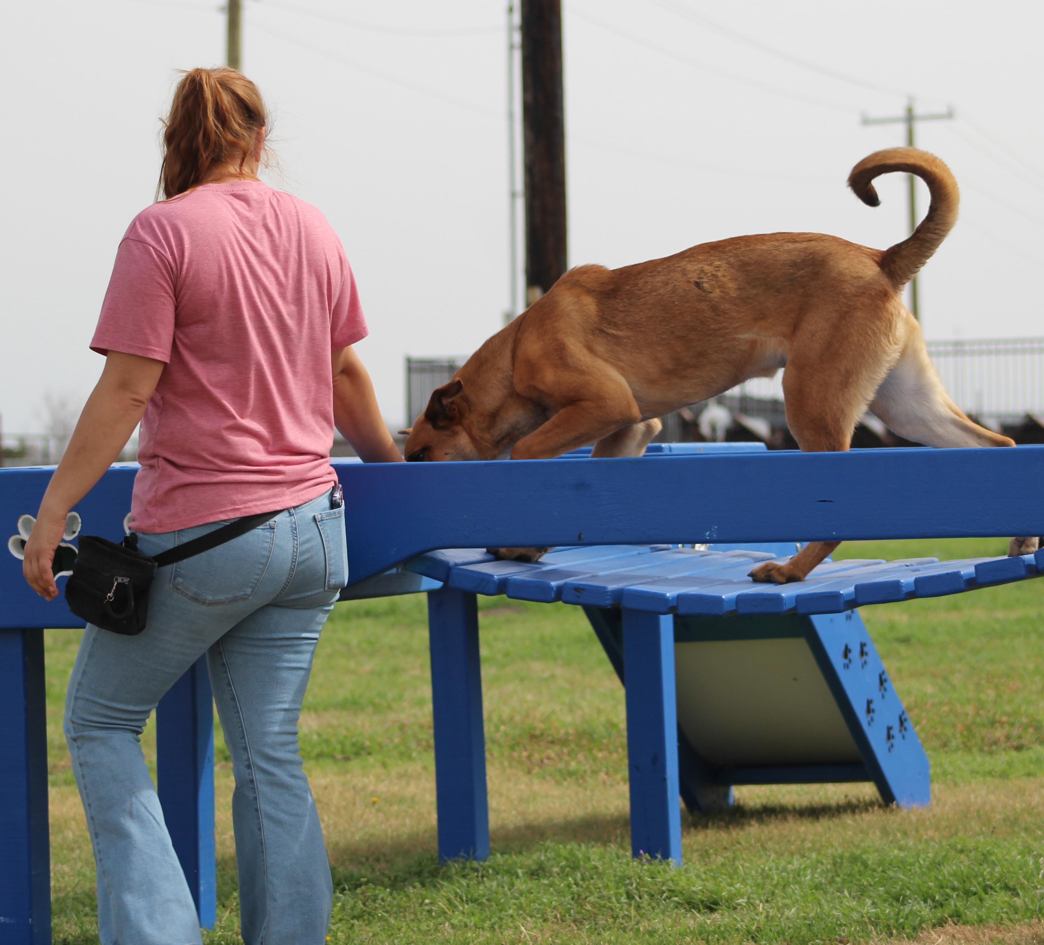 Enlarge Duck Duck Goose, a ADOPTABLE mixed breed in Temple, TX image 4/6