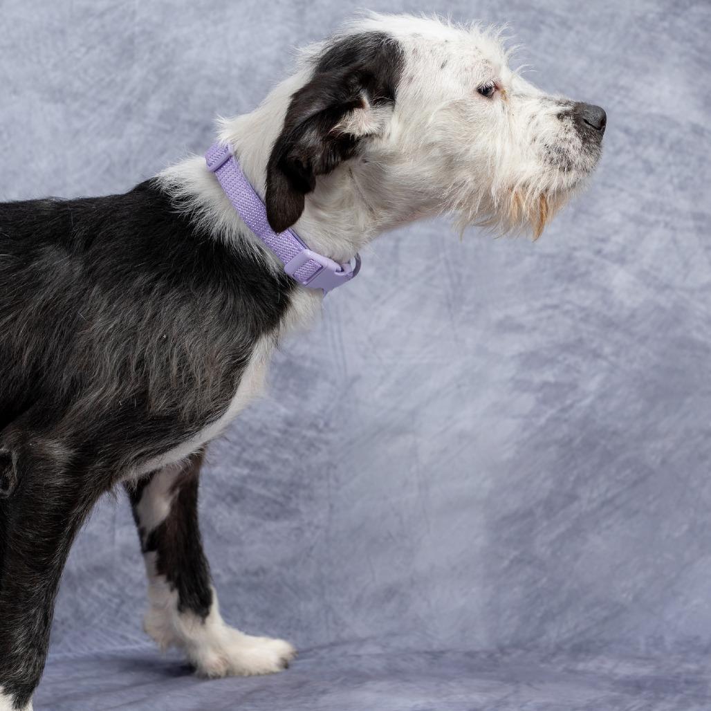 Trek, Adoptable, Young Male Schnauzer.