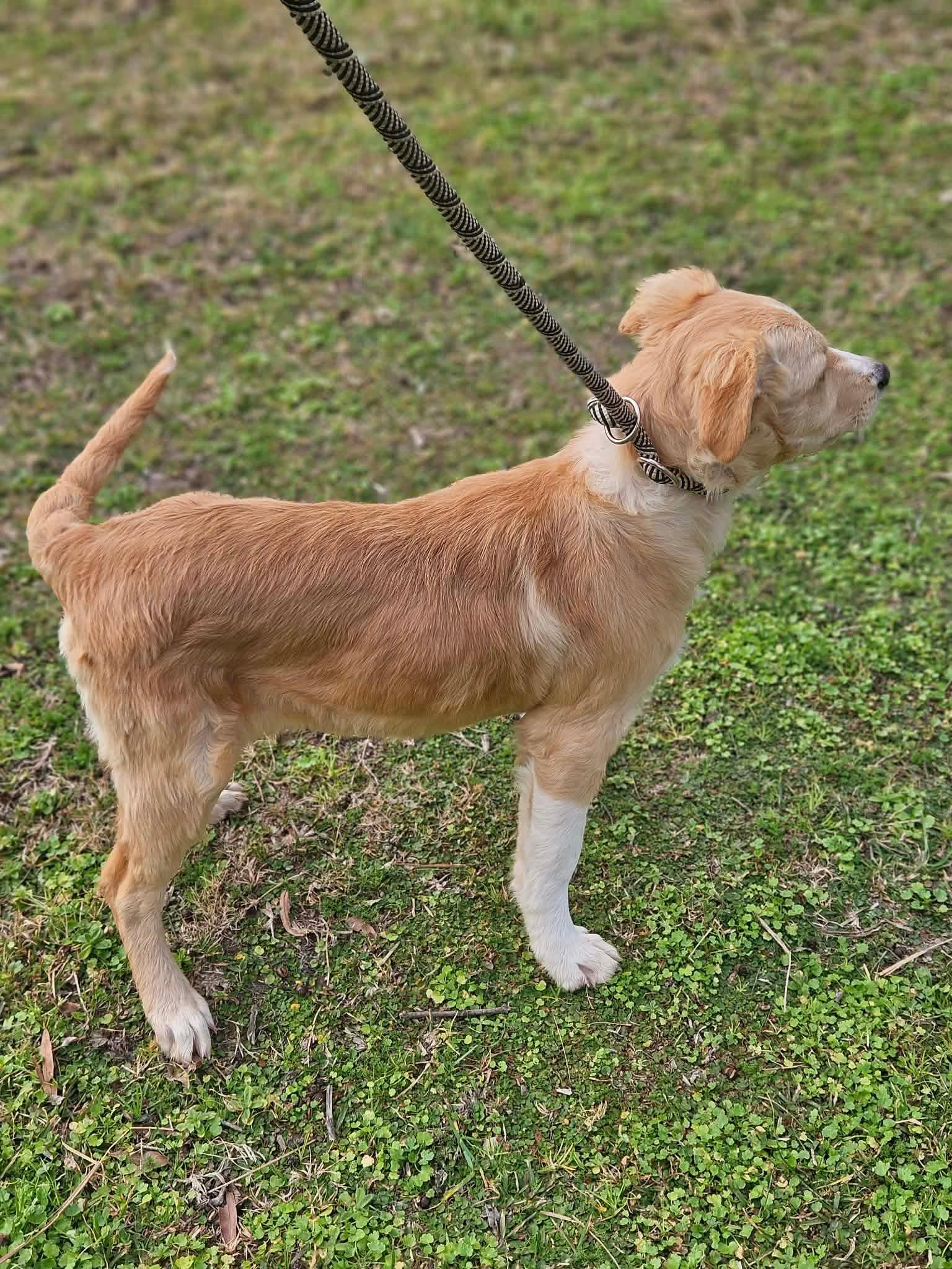 Chase Theo *LOCAL*, Adopted, Puppy Female Collie.