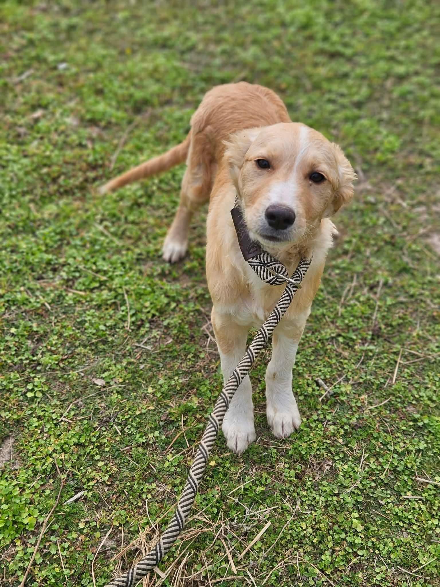 Enlarge Chase Theo *LOCAL*, a Adopted Collie in Wakefield, RI image 2/3