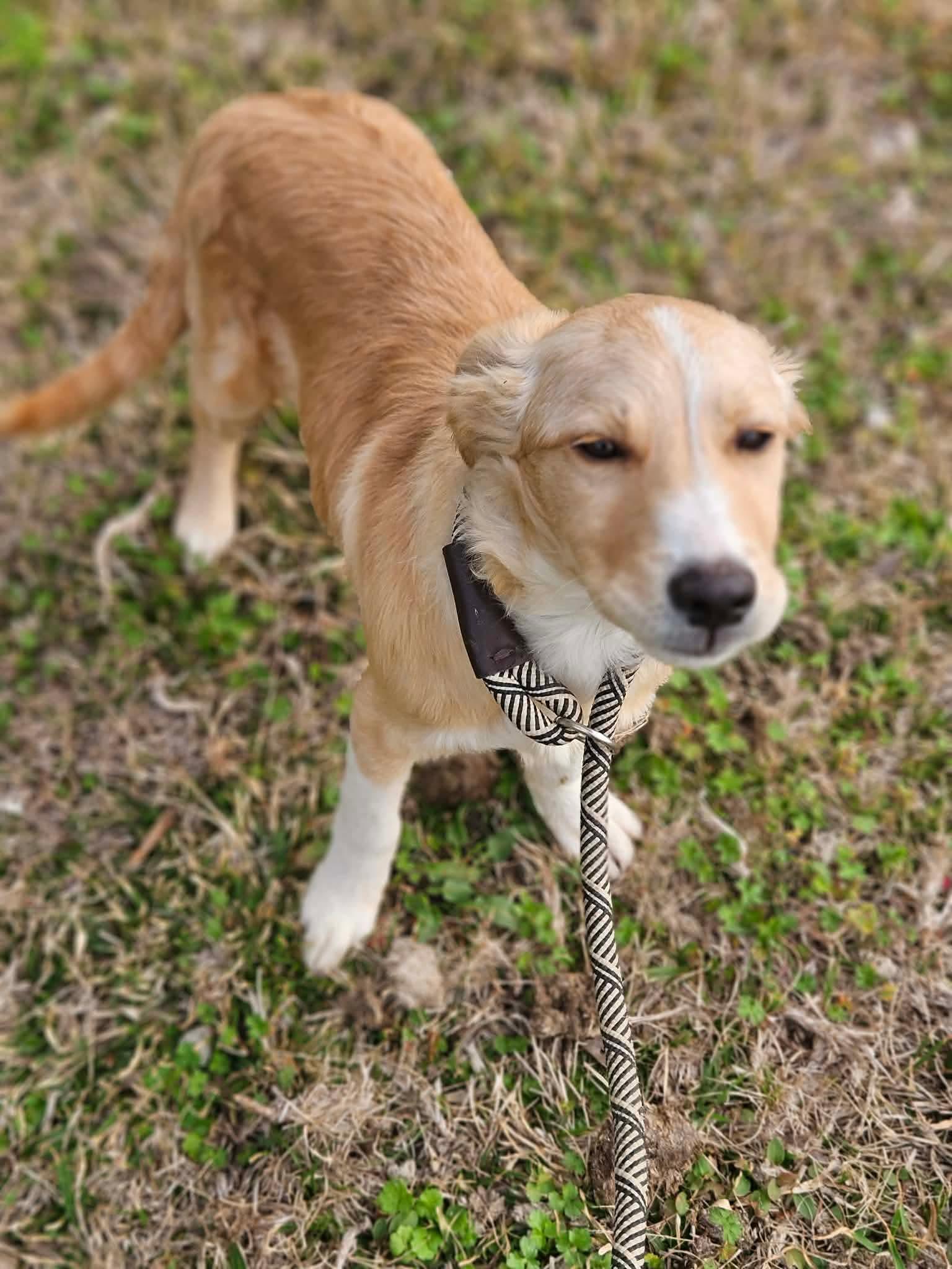 Enlarge Chase Theo *LOCAL*, a Adopted Collie in Wakefield, RI image 3/3