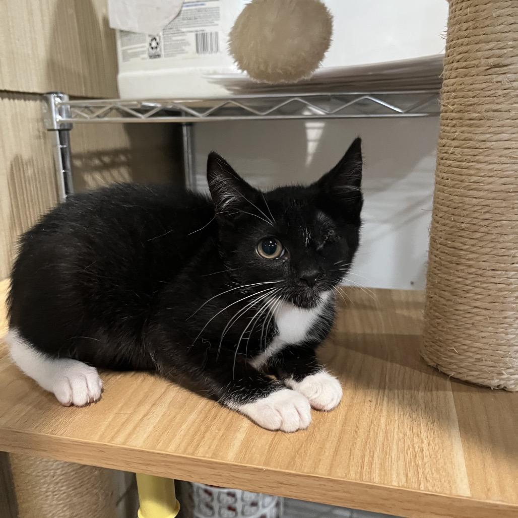 Tunes, Adoptable, Kitten Female Domestic Short Hair.