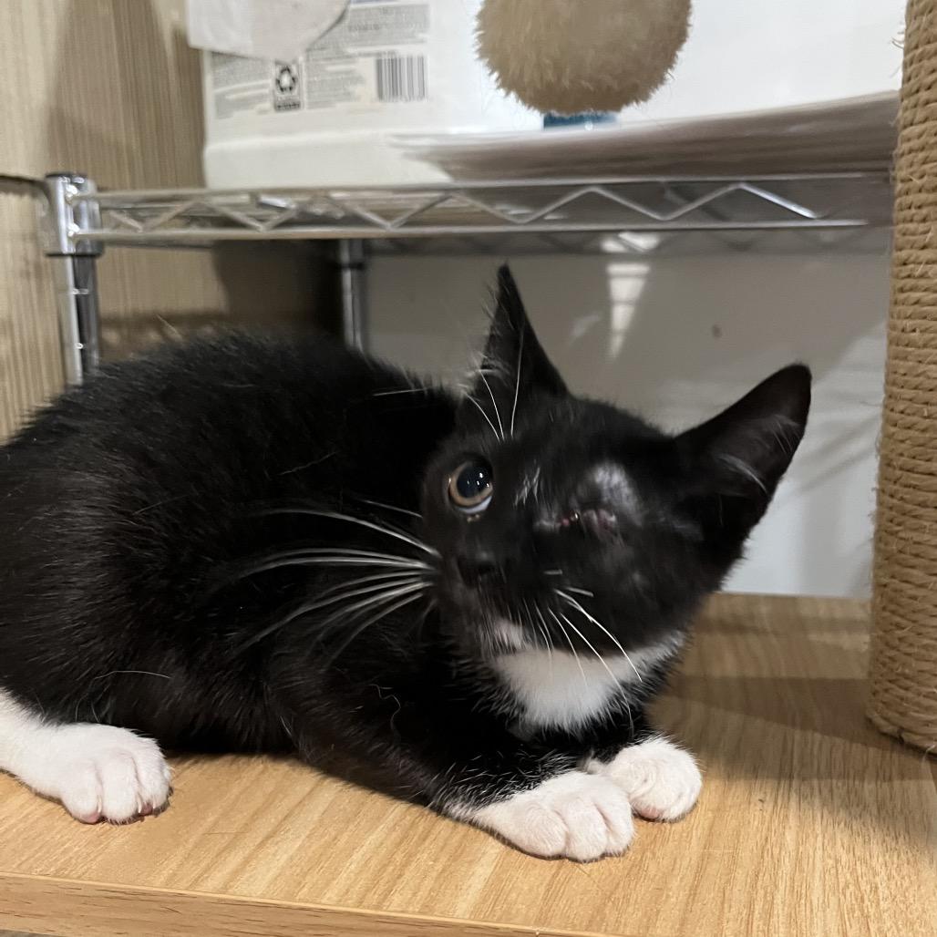 Enlarge Tunes, a Adoptable Domestic Short Hair in Pasadena , MD image 2/2