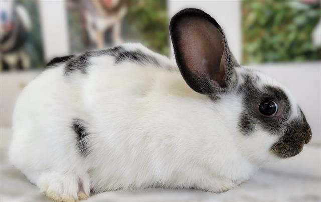 ASTER, Adoptable, Baby Male Bunny Rabbit.