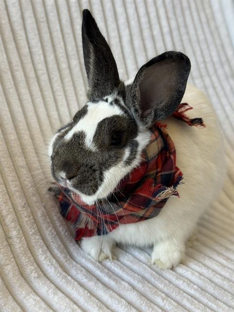 ASTER, Adoptable, Young Male Bunny Rabbit.