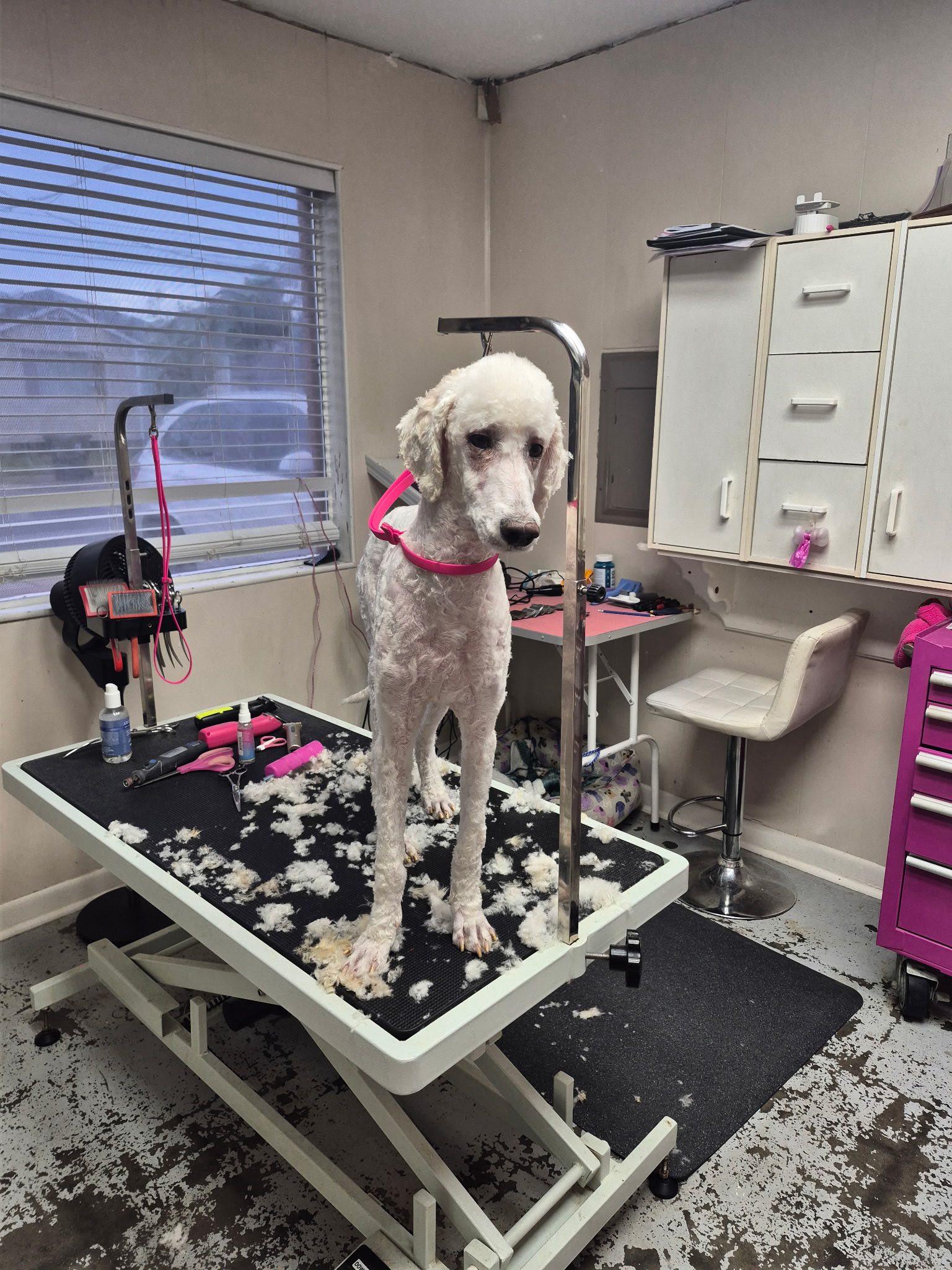 Athena, Adoptable, Young Female Poodle.