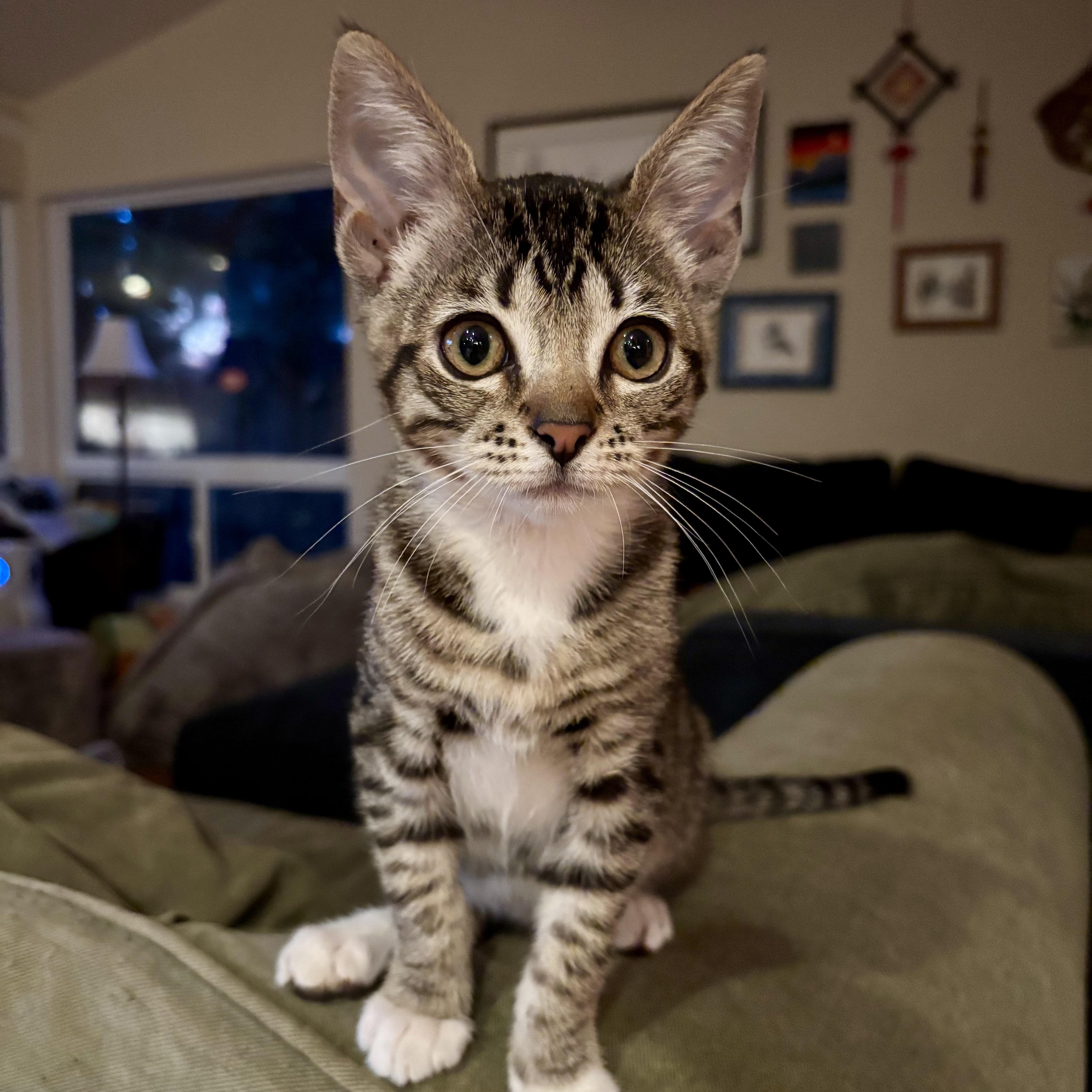 Lucy, ADOPTABLE, Kitten Female Domestic Short Hair.