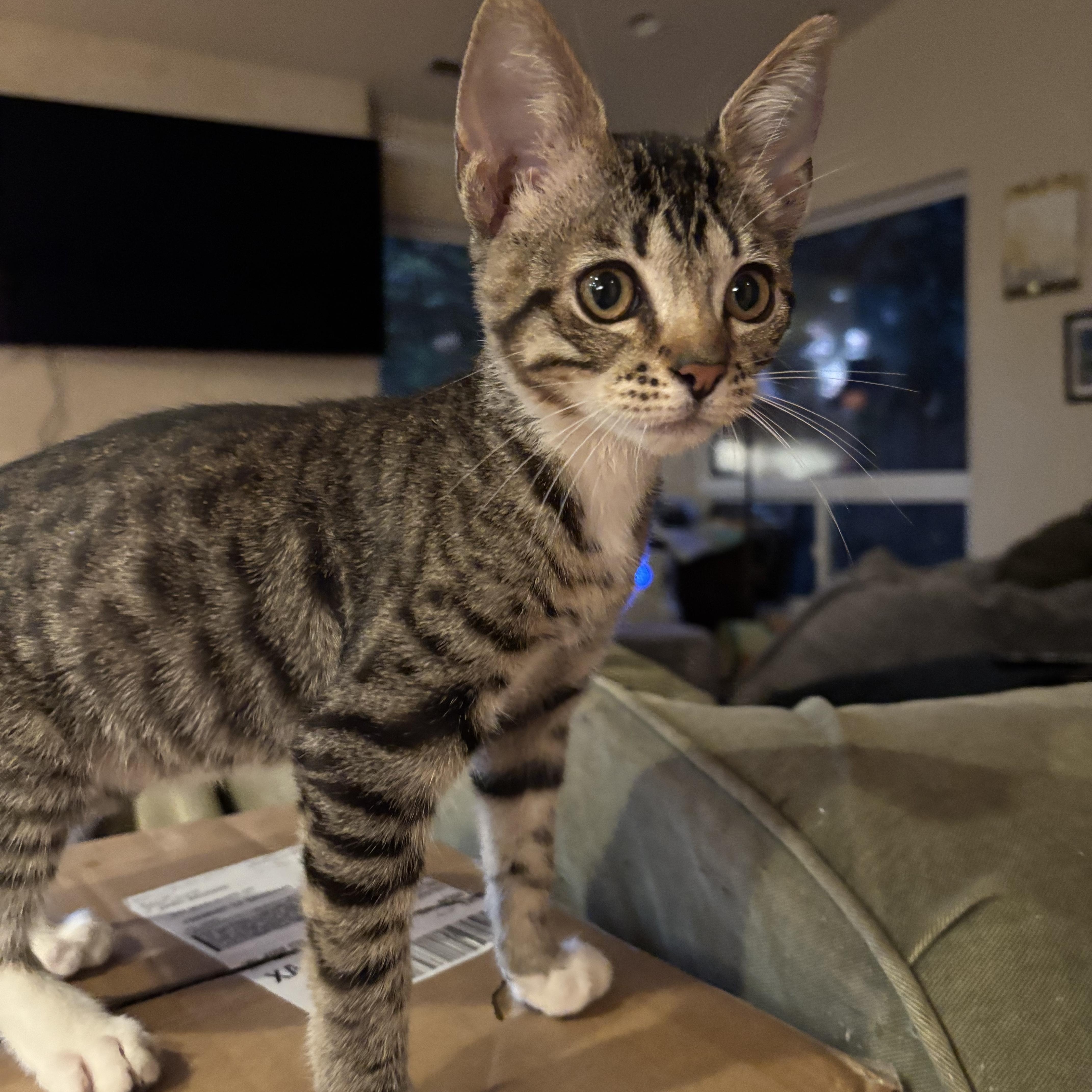 Enlarge Lucy, a ADOPTABLE Domestic Short Hair in Union City, CA image 2/2