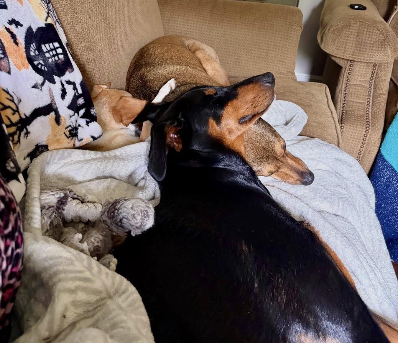 Enlarge Bucky, a ADOPTABLE Doberman Pinscher in Bethel, CT image 3/6