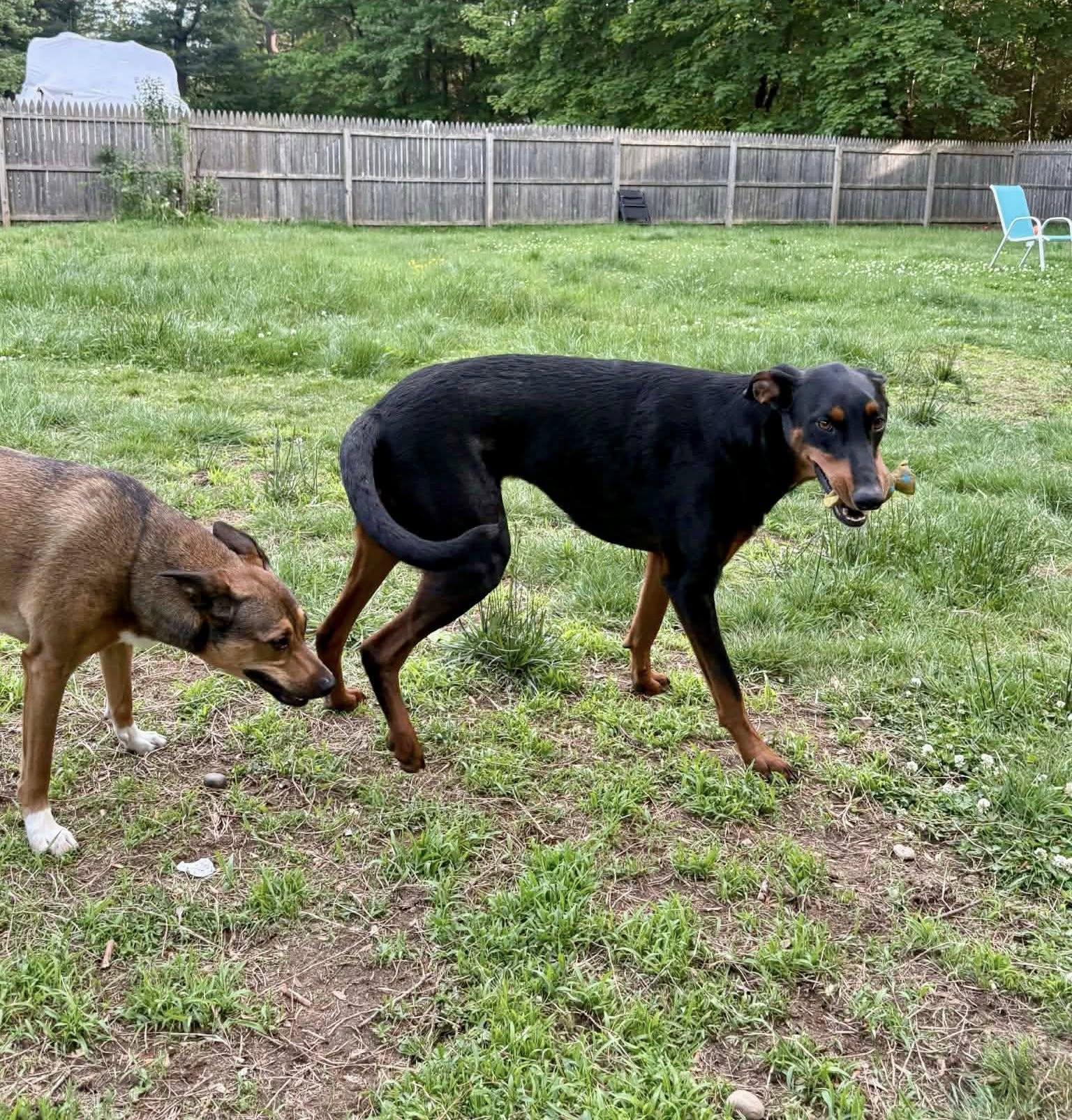 Enlarge Bucky, a ADOPTABLE Doberman Pinscher in Bethel, CT image 6/6