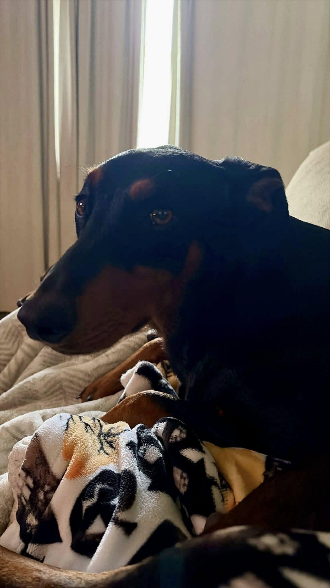 Enlarge Bucky, a ADOPTABLE Doberman Pinscher in Bethel, CT image 5/6