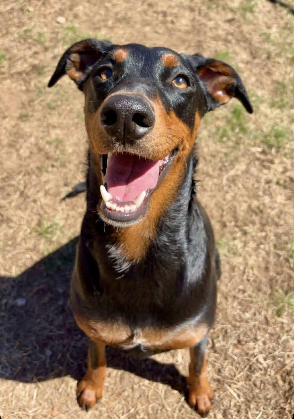 Enlarge Bucky, a ADOPTABLE Doberman Pinscher in Bethel, CT image 2/6