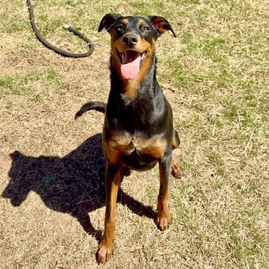Enlarge Bucky, a ADOPTABLE Doberman Pinscher in Bethel, CT image 1/6