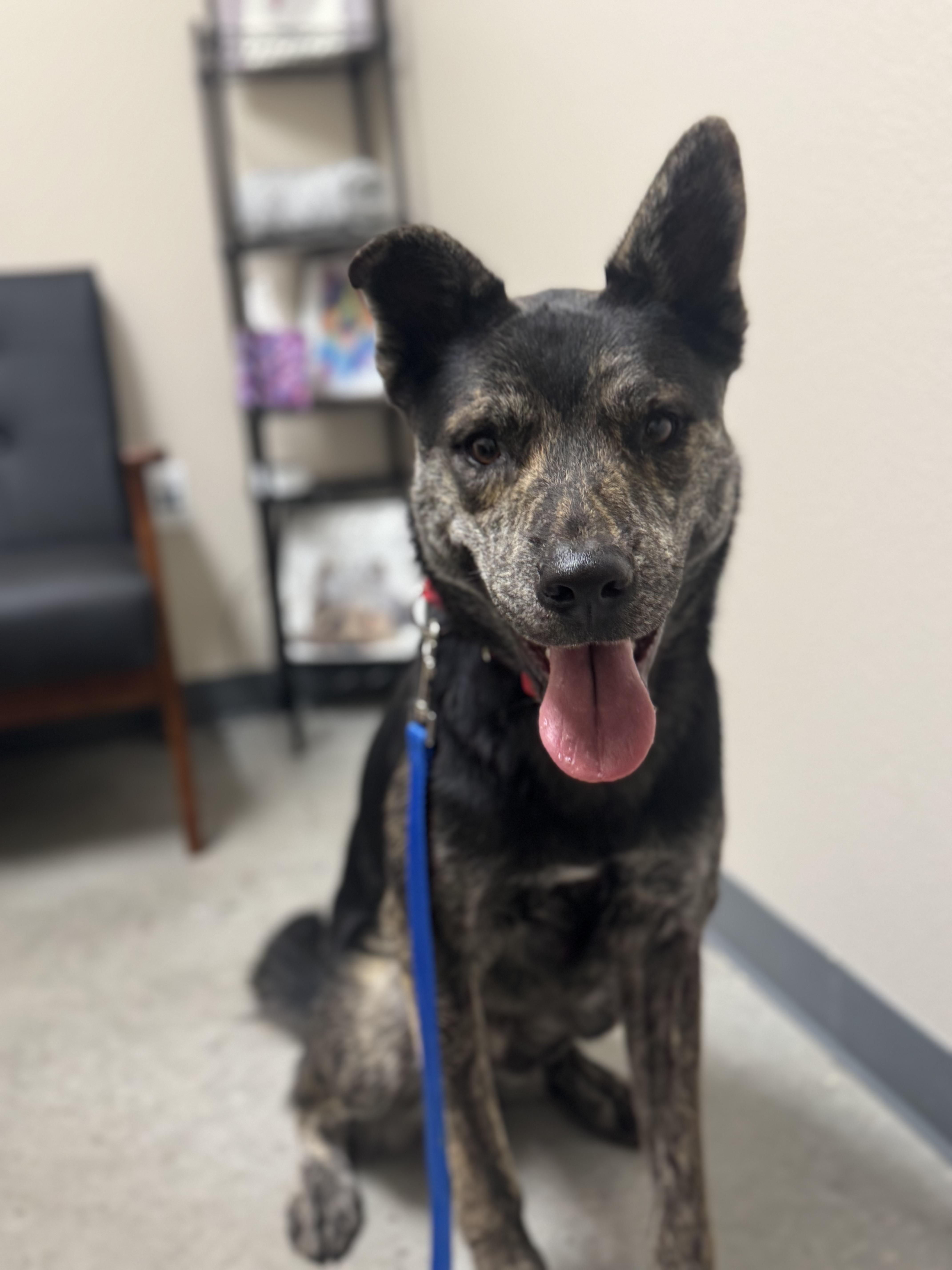 Enlarge Pinto, a Adoptable mixed breed in Carrollton, TX image 3/6