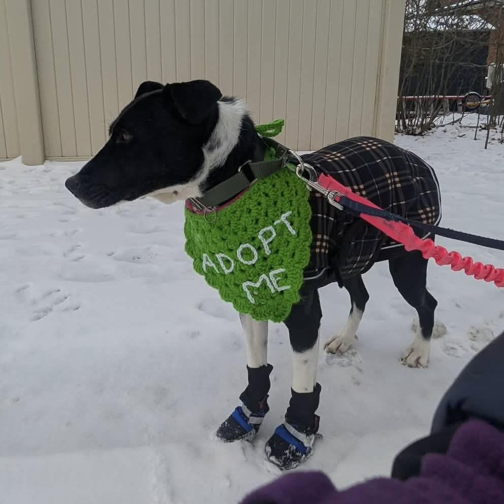 Enlarge Dixi, a ADOPTABLE mixed breed in Windsor, ON image 2/6