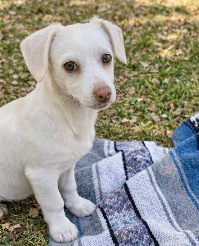 Enlarge Professor Fuzzelbum, a Adoptable mixed breed in Boulder, CO image 2/6