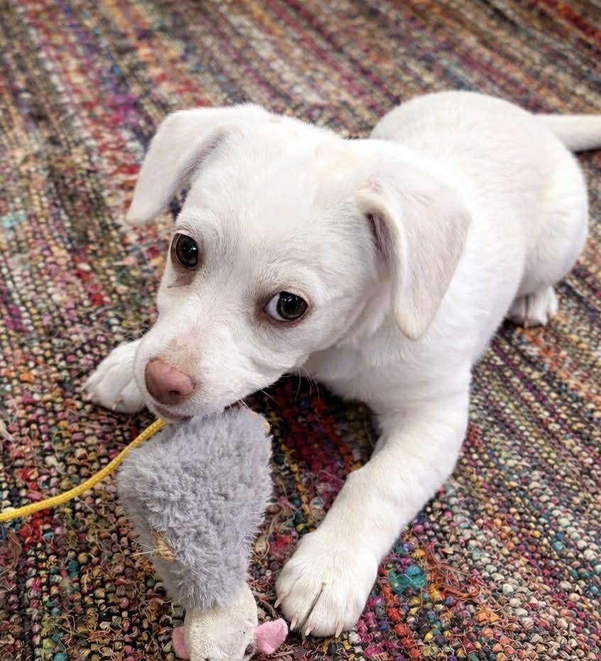 Enlarge Professor Fuzzelbum, a Adoptable mixed breed in Boulder, CO image 5/6