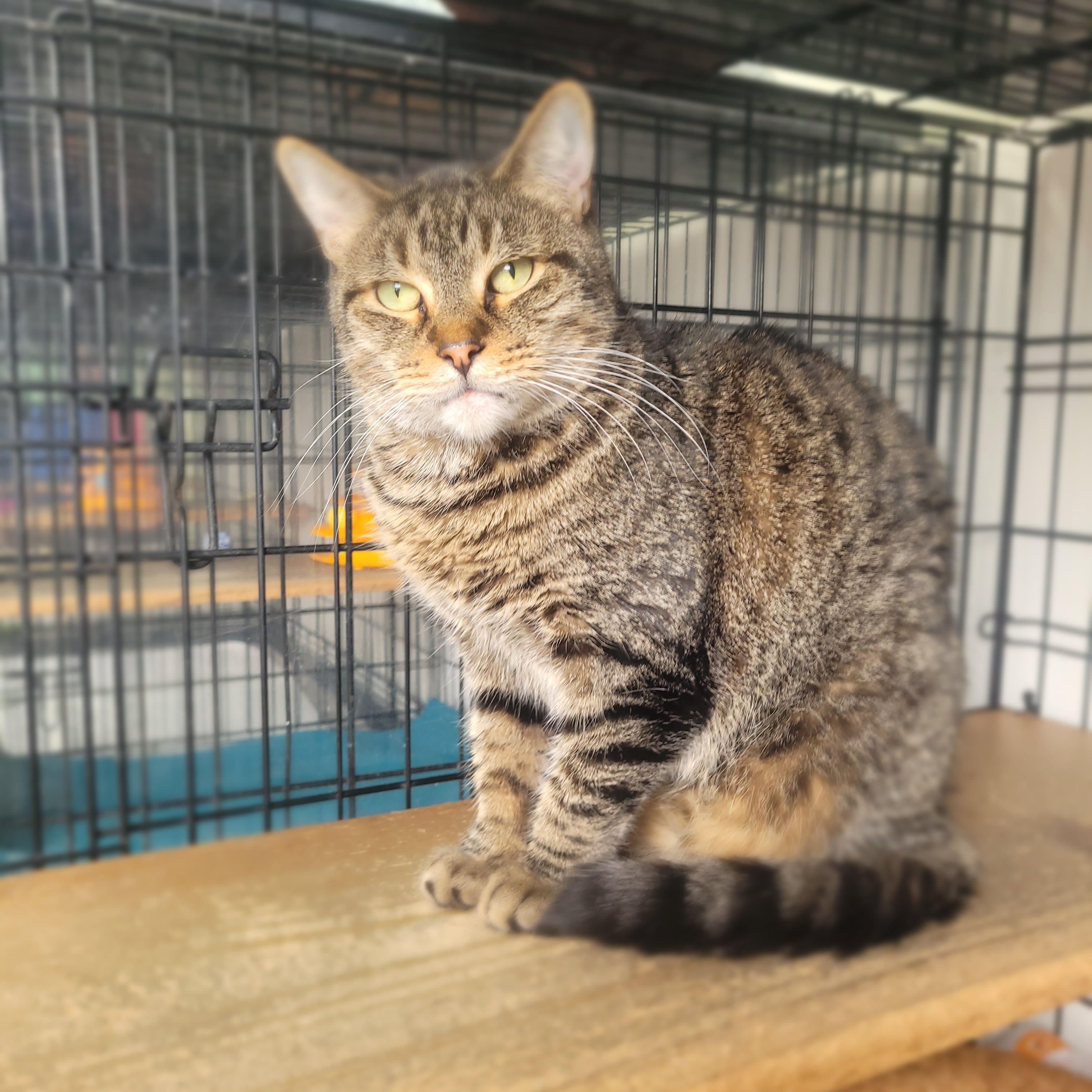 Tsunami, Young Male Domestic Short Hair