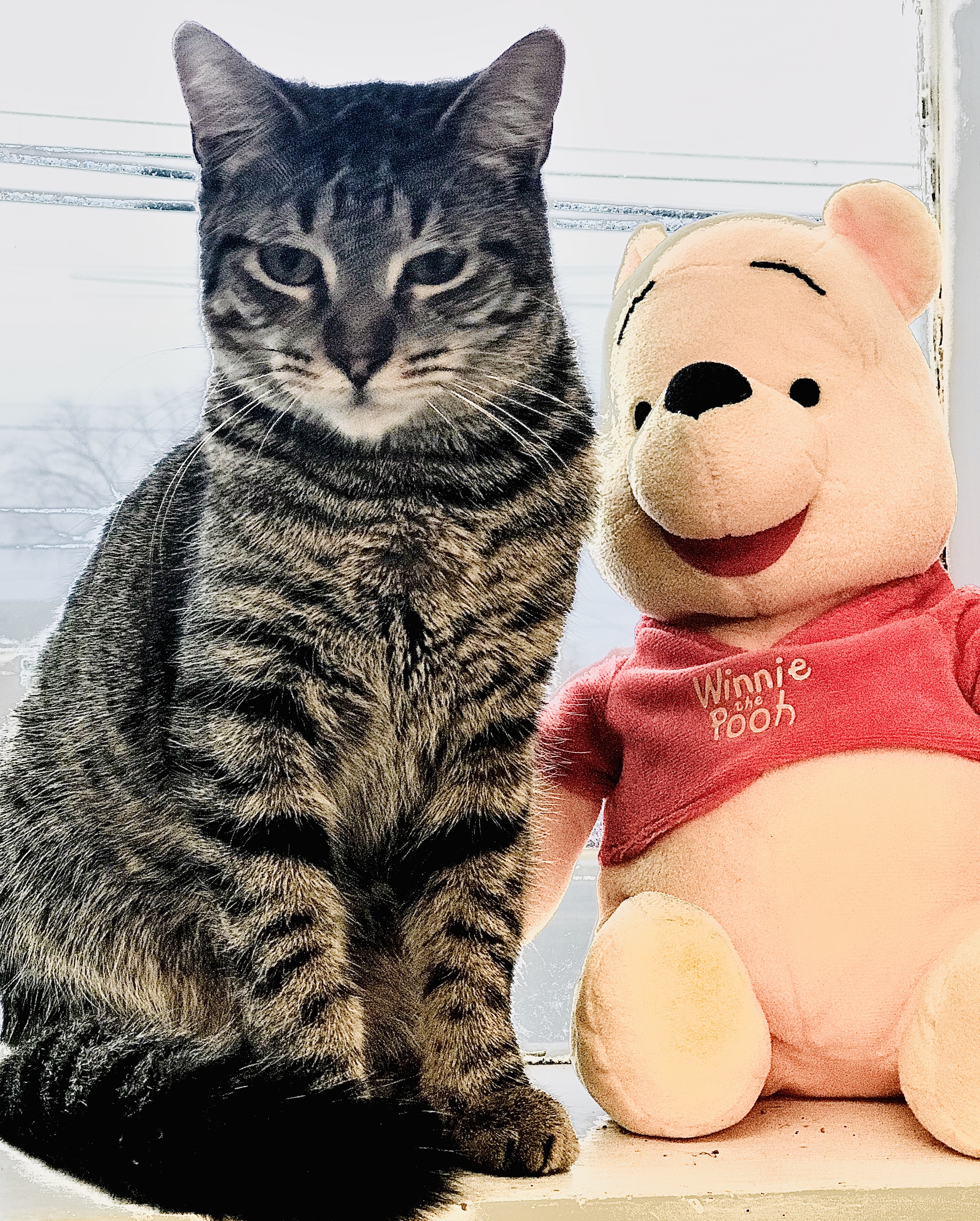 Tsunami, a Adoptable Domestic Short Hair in Island Park, NY image 2/3