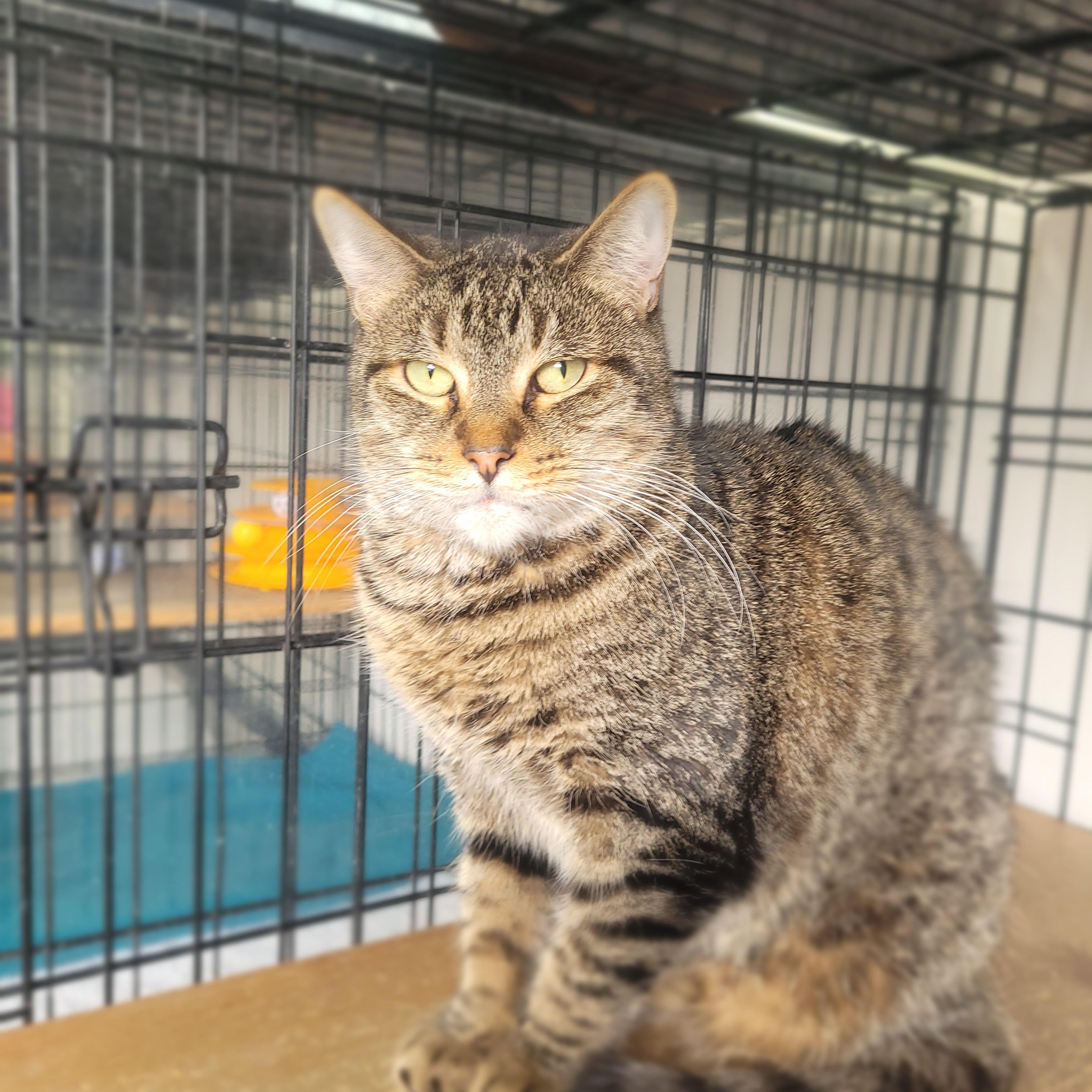 Tsunami, a Adoptable Domestic Short Hair in Island Park, NY image 3/3