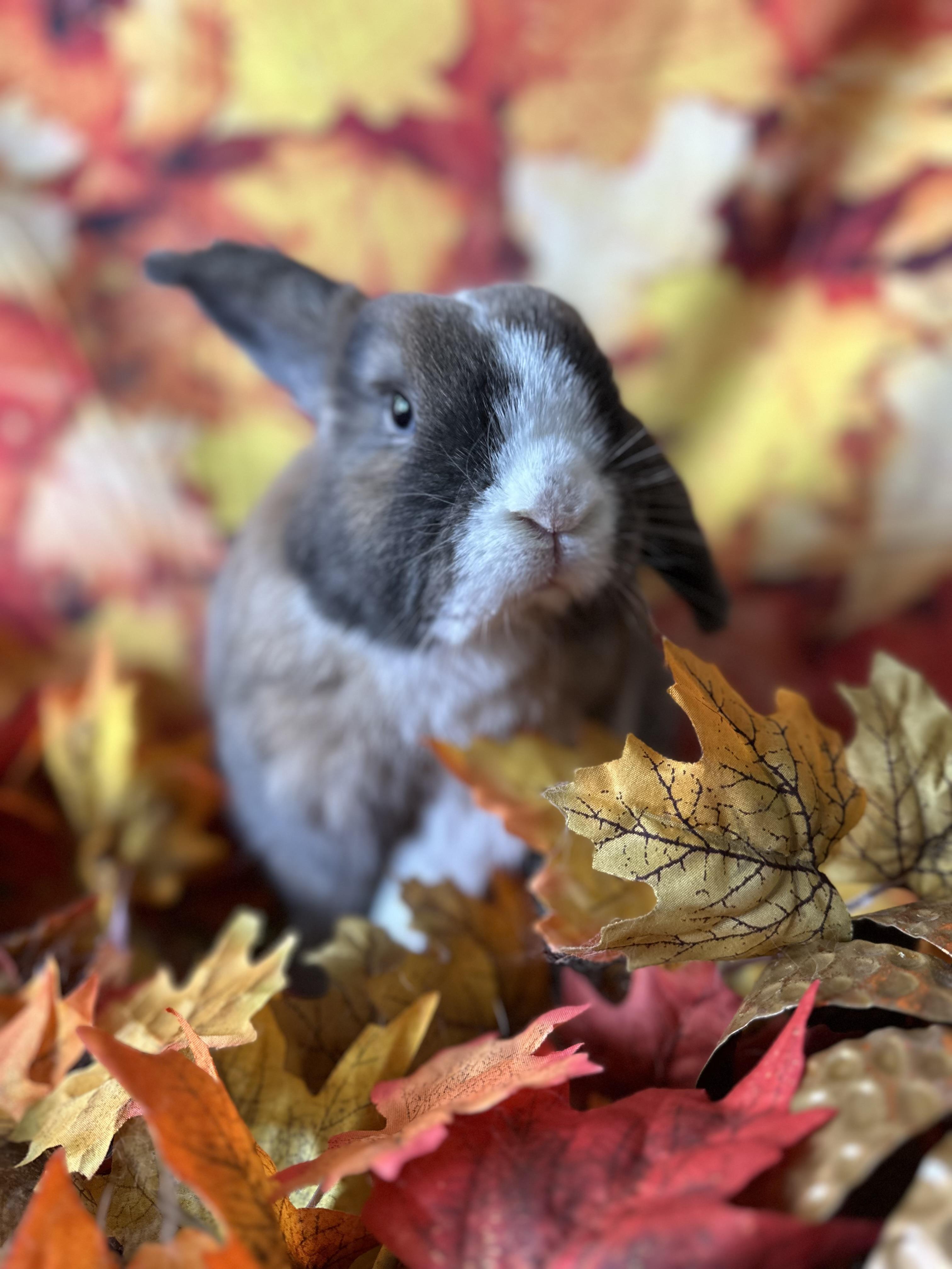 Russet, Adoptable, Adult Female Lop Eared.