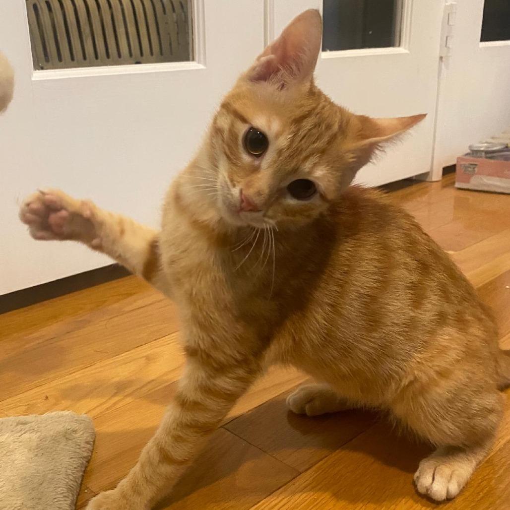 Onze, Adoptable, Young Male Domestic Short Hair.