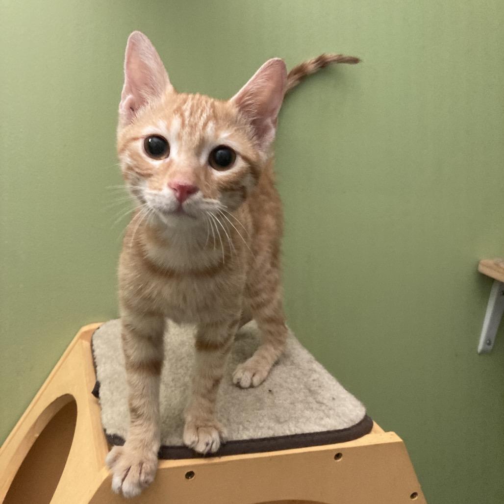 Enlarge Onze, a Adoptable Domestic Short Hair in Fairfax Station, VA image 2/6