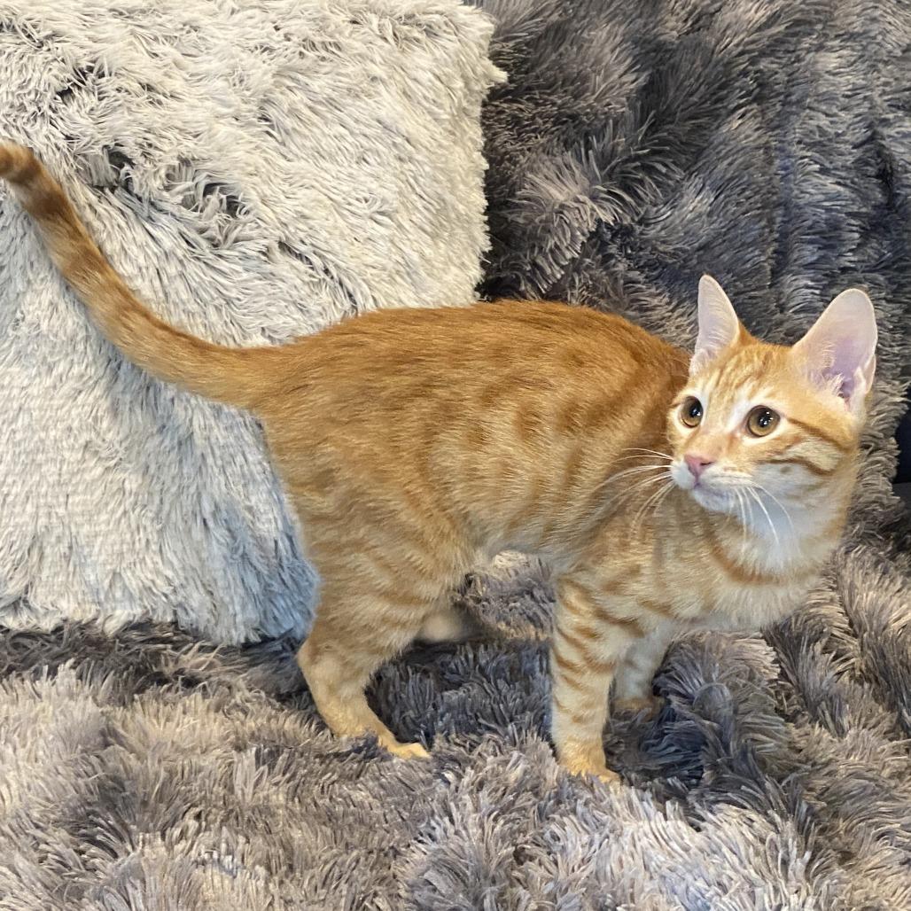 Enlarge Onze, a Adoptable Domestic Short Hair in Fairfax Station, VA image 3/6