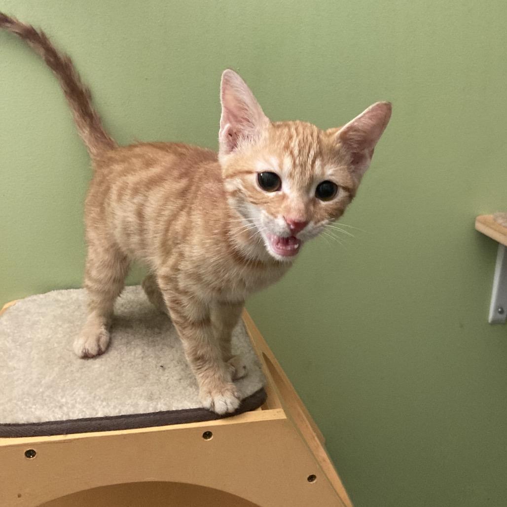 Enlarge Onze, a Adoptable Domestic Short Hair in Fairfax Station, VA image 4/6