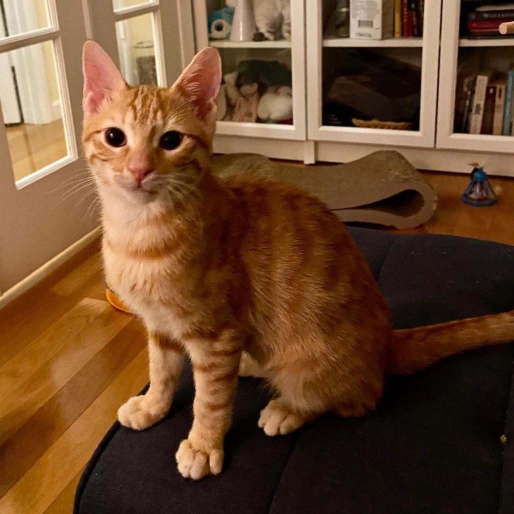 Enlarge Onze, a Adoptable Domestic Short Hair in Fairfax Station, VA image 5/6