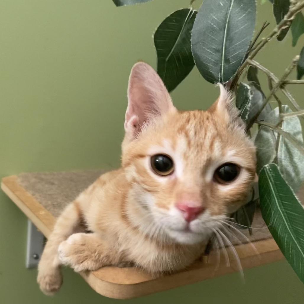 Enlarge Onze, a Adoptable Domestic Short Hair in Fairfax Station, VA image 6/6