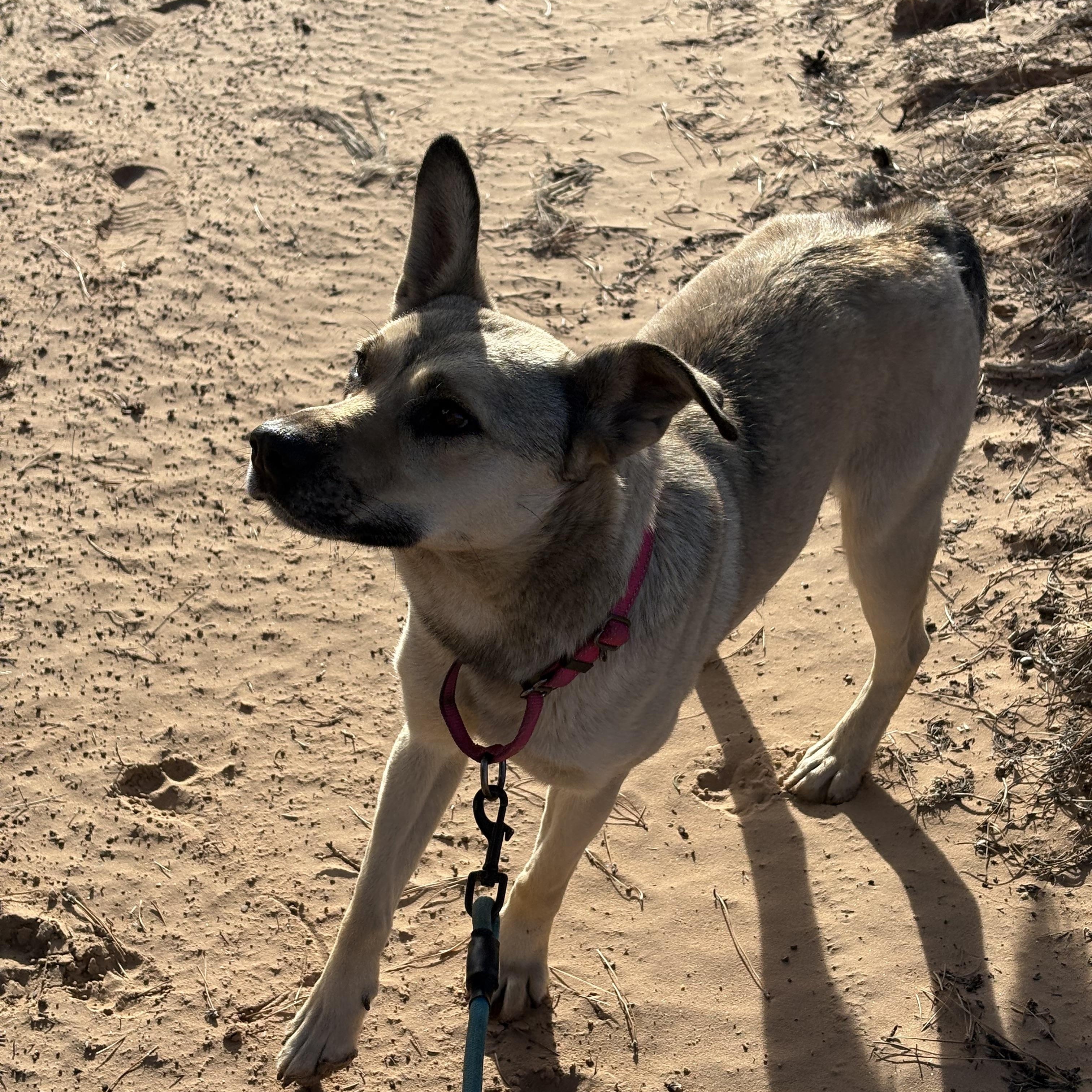 Enlarge Kaylee, a Adoptable Shepherd in Navajo, NM image 2/2