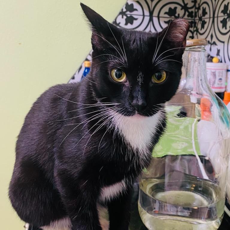 Enlarge Tini, a Adoptable Domestic Short Hair in Waco, TX image 1/1