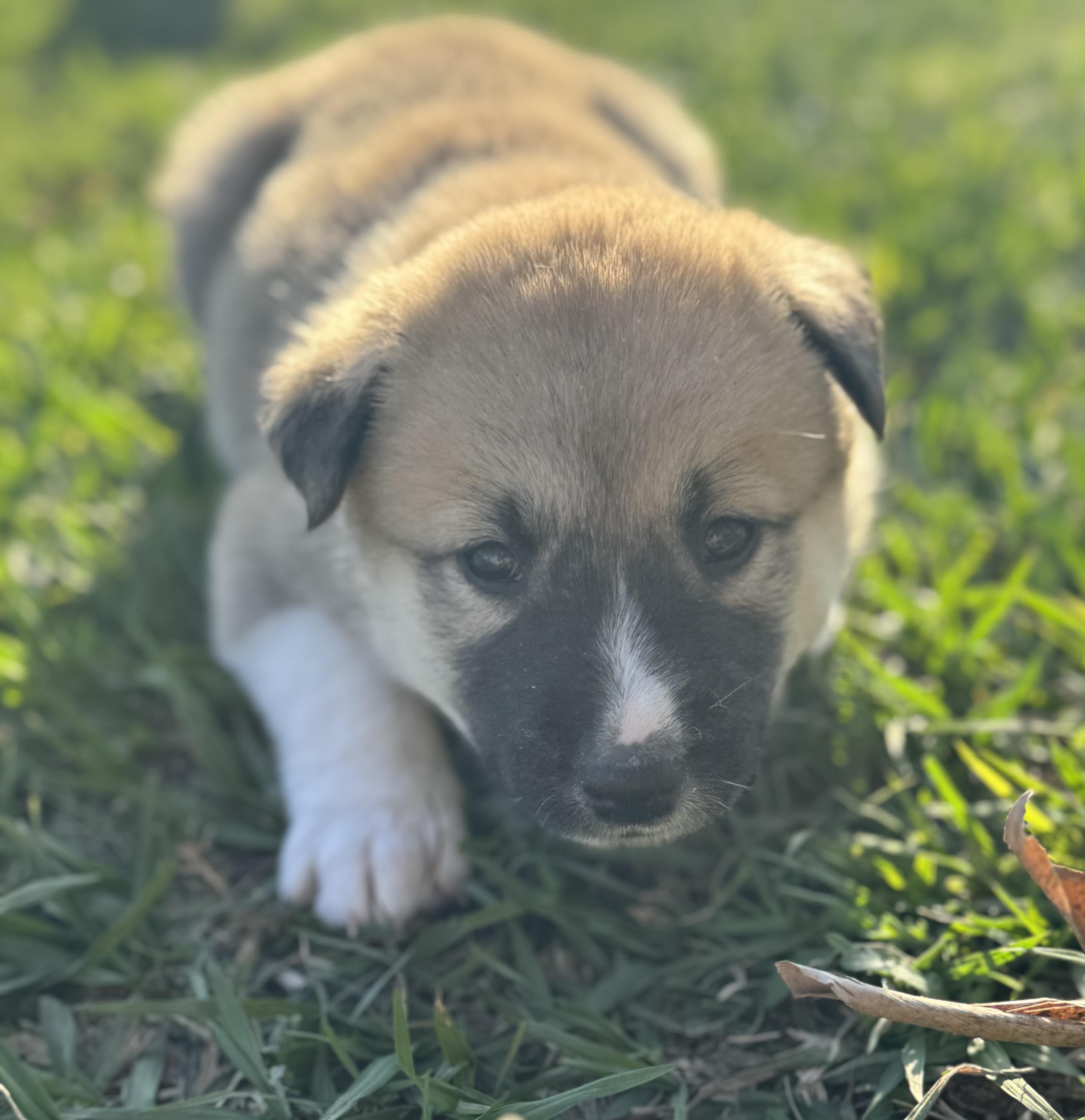 Bruin (Litter of 9, Adorable, Cute Baby, Happy, Loving, Cuddles) — thumbnail 3