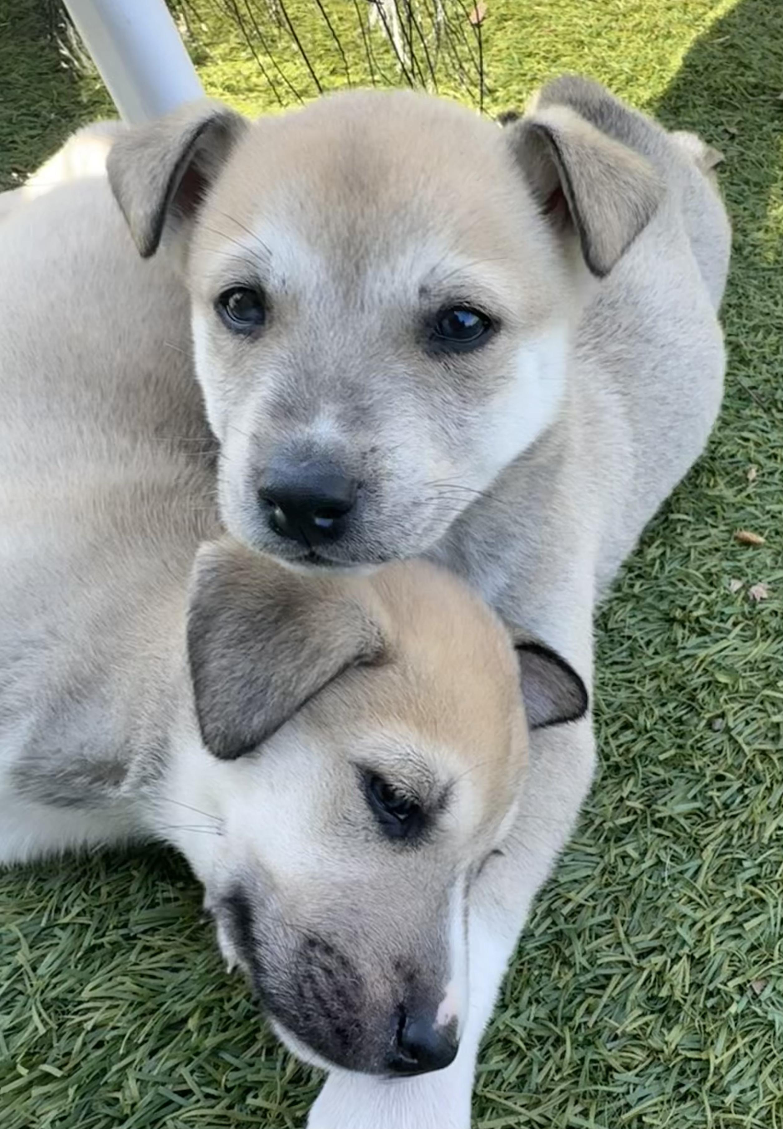 Bruin (Litter of 9, Adorable, Cute Baby, Happy, Loving, Cuddles) — thumbnail 4