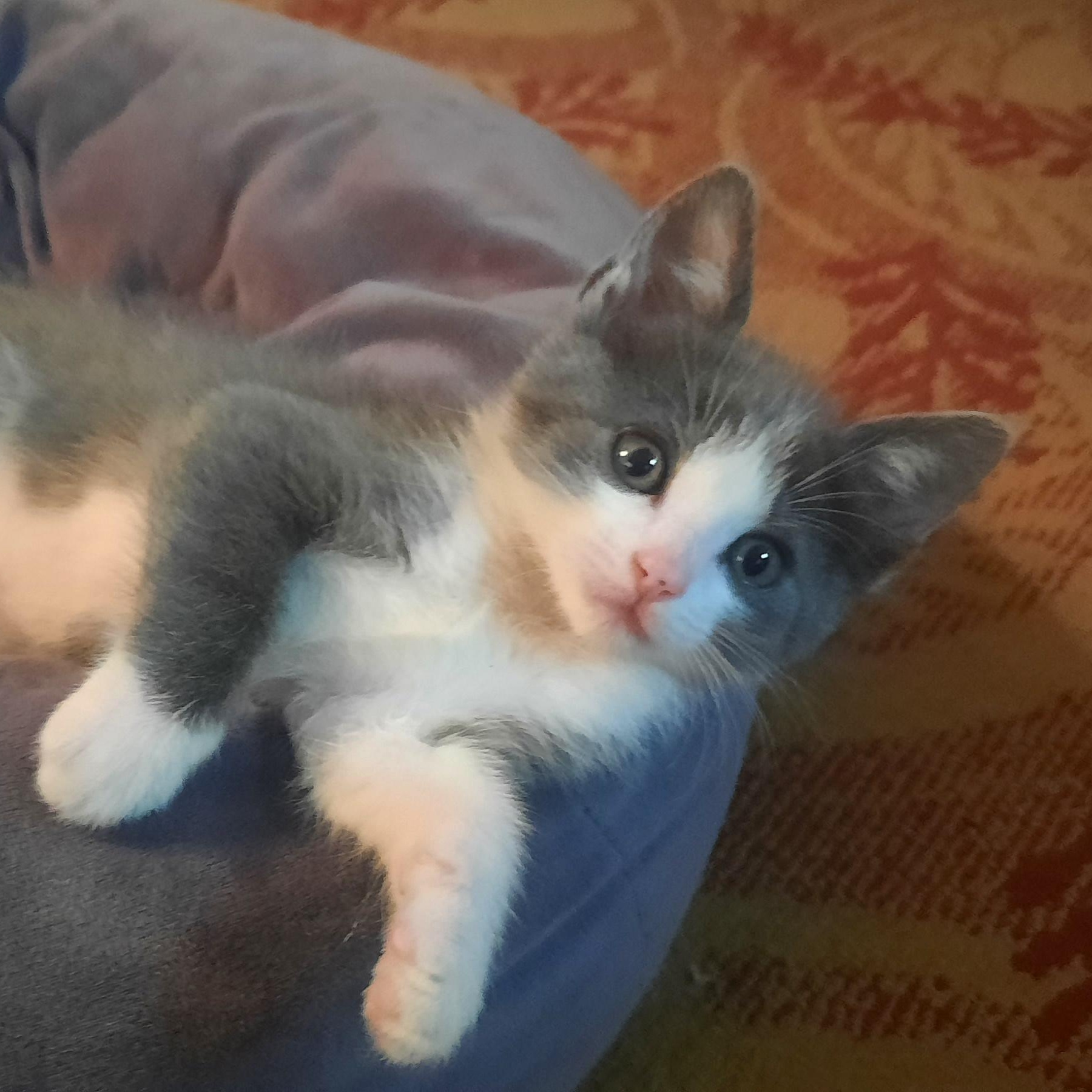 Enlarge Twinkie (w Stewart), an adopted mixed breed in Silverton, OR image 4/5