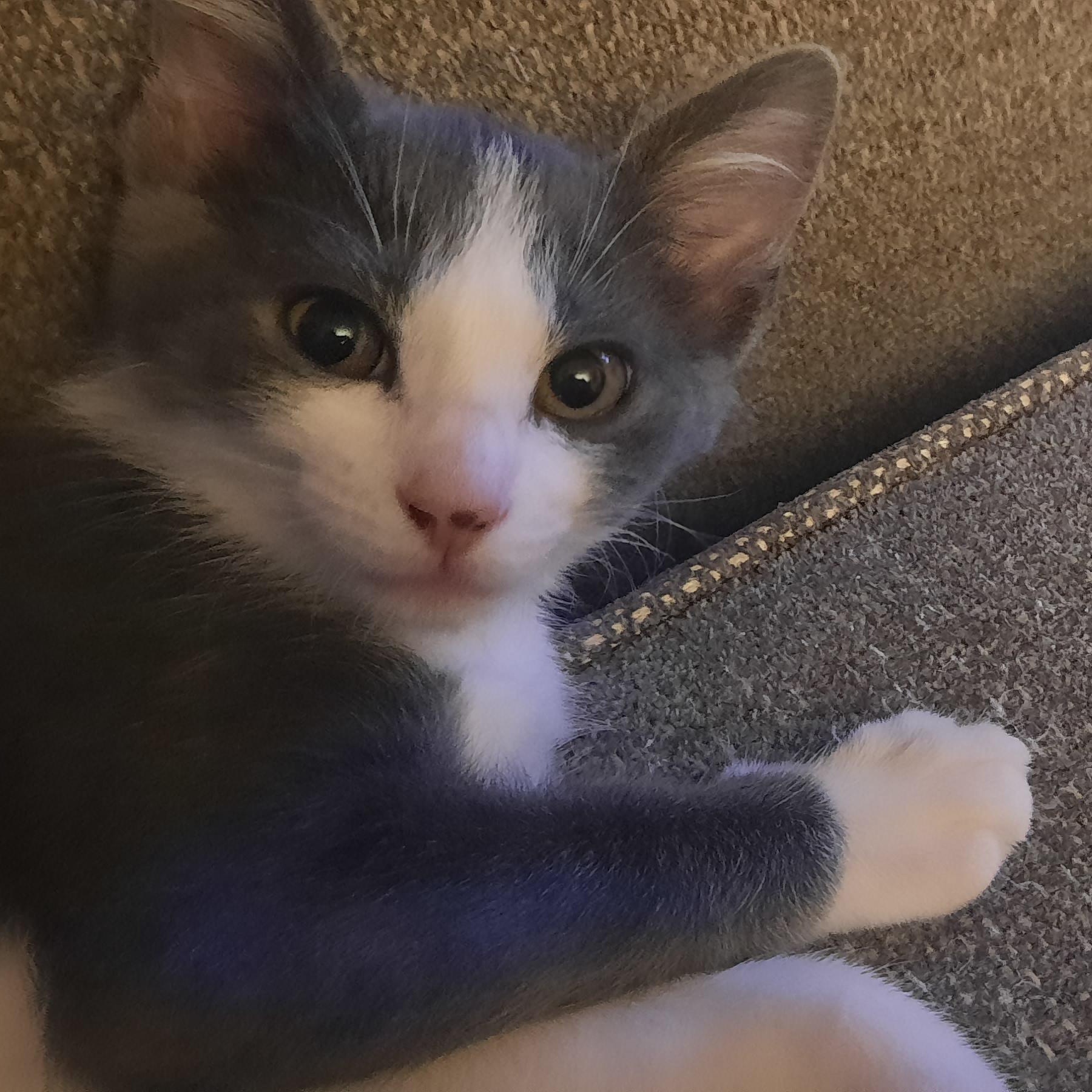 Twinkie (w Stewart), adopted, Kitten Female Domestic Short Hair.