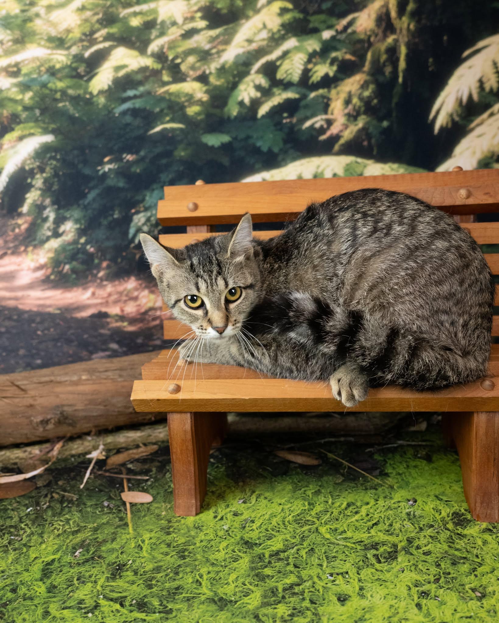 Jinx, a ADOPTABLE Domestic Short Hair in Lapeer, MI image 3/4