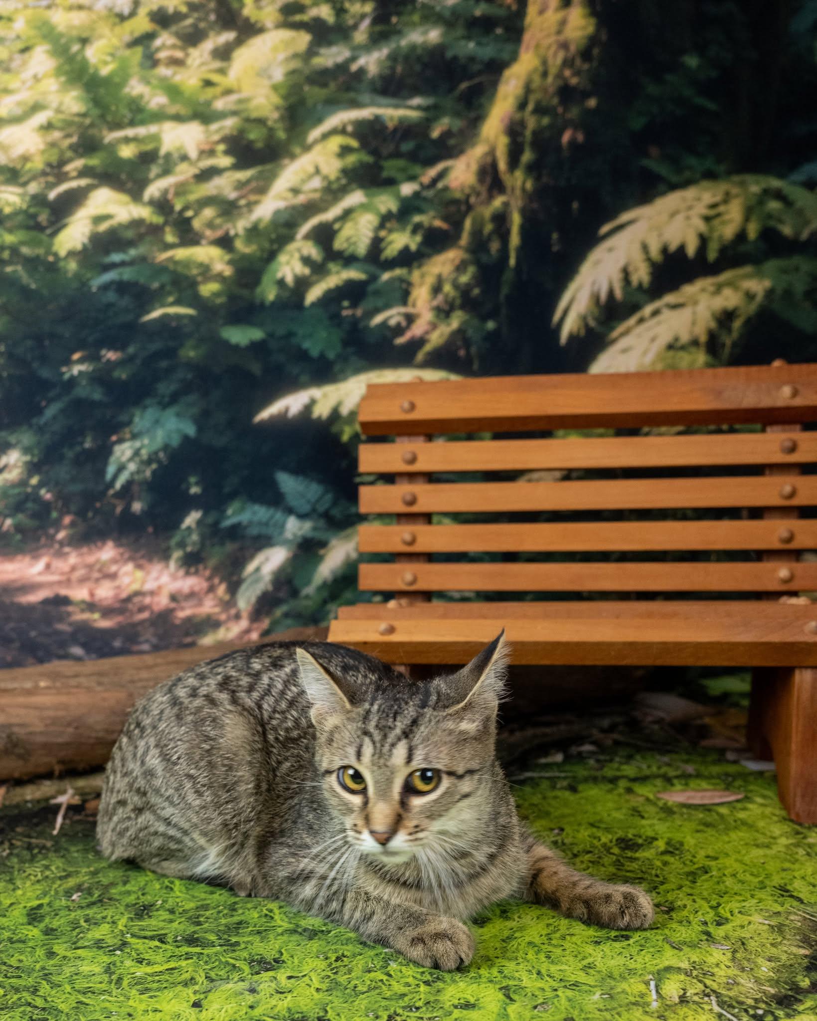Jinx, a ADOPTABLE Domestic Short Hair in Lapeer, MI image 4/4