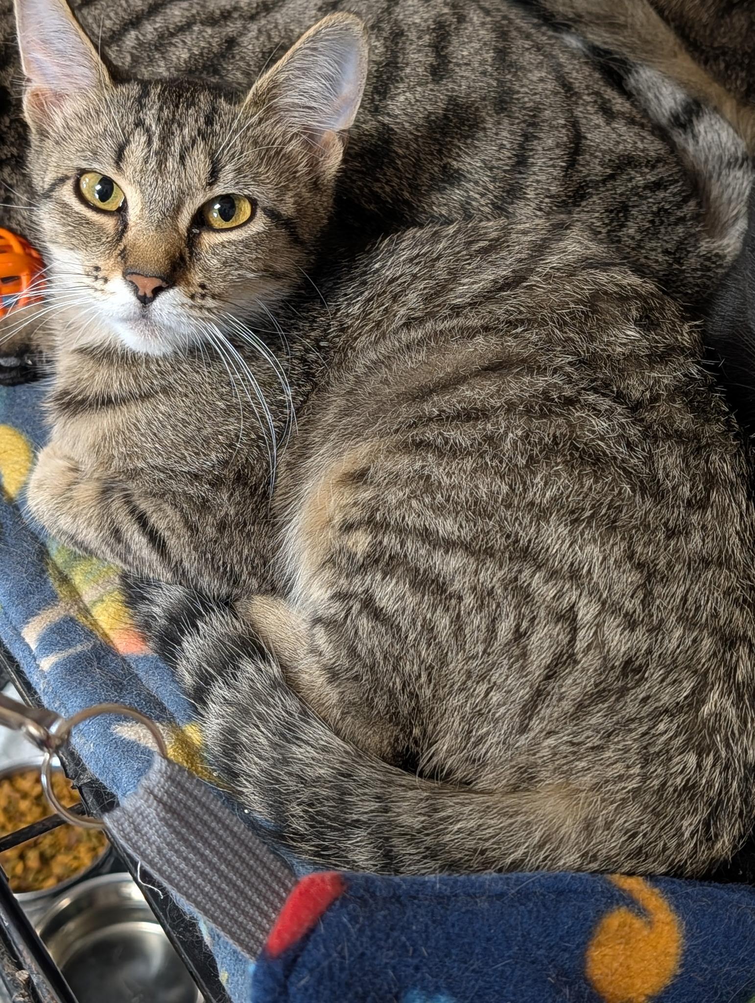 Jinx, ADOPTABLE, Young Male Domestic Short Hair.