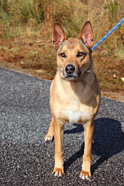 Dandy, a Adoptable mixed breed in Clayton, GA image 1/3
