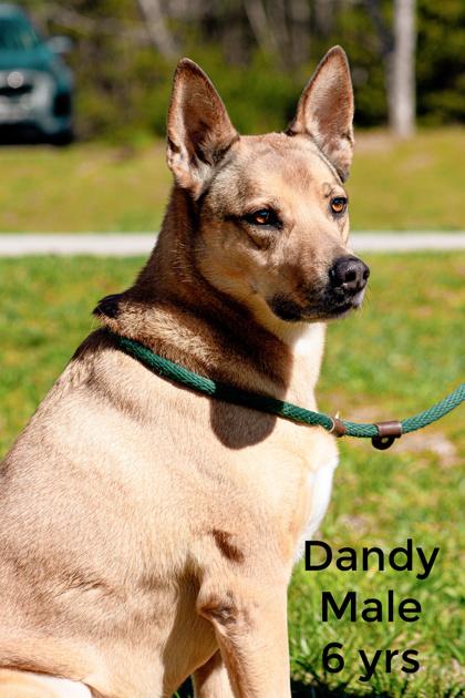 Enlarge Dandy, a Adoptable mixed breed in Clayton, GA image 2/3
