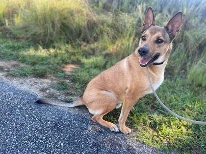 Enlarge Dandy, a Adoptable mixed breed in Clayton, GA image 3/3