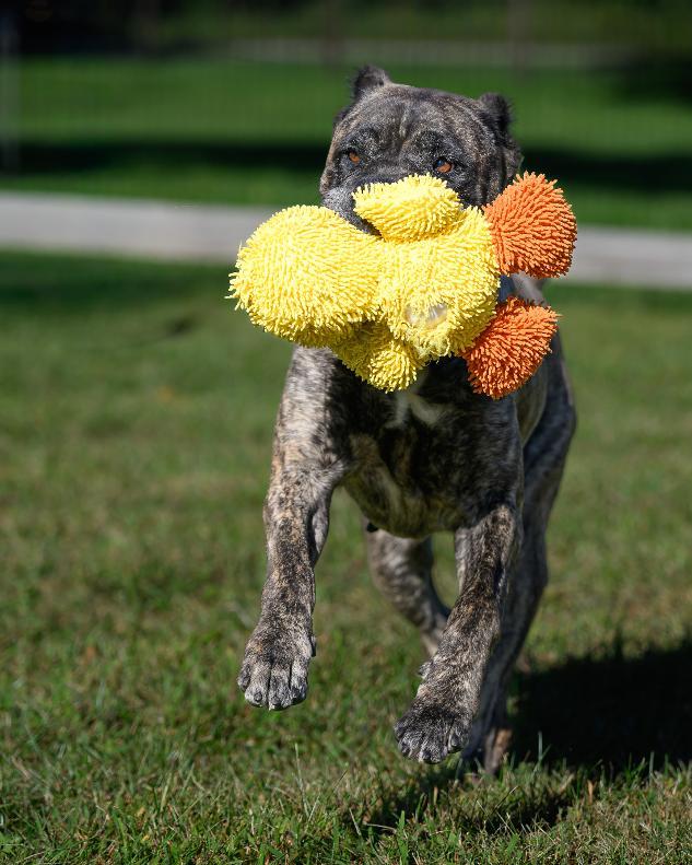 Enlarge KONA, a Adoptable Cane Corso in Montclair, NJ image 1/4