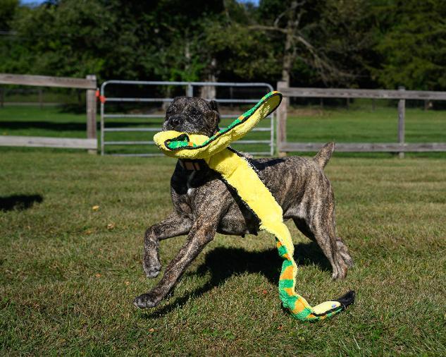 Enlarge KONA, a Adoptable Cane Corso in Montclair, NJ image 4/4