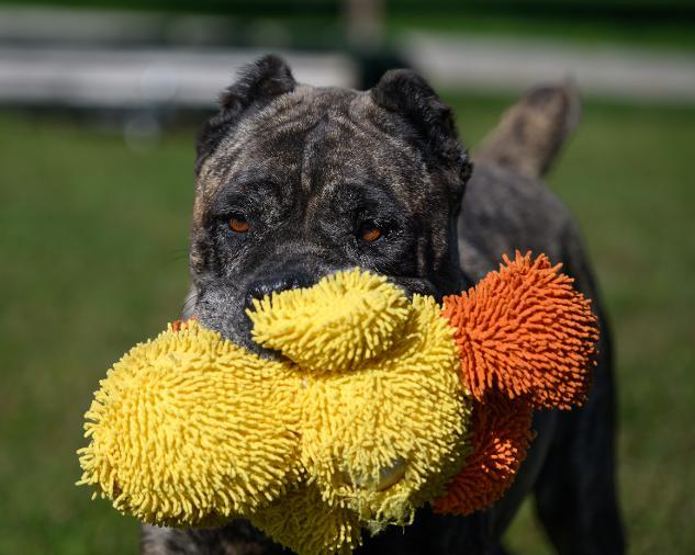 Enlarge KONA, a Adoptable Cane Corso in Montclair, NJ image 2/4