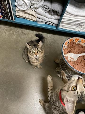 Enlarge Curlie , a ADOPTABLE Domestic Medium Hair in Gig Harbor, WA image 5/6