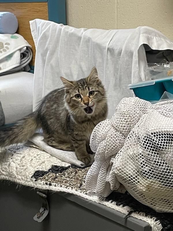 Enlarge Curlie , a ADOPTABLE Domestic Medium Hair in Gig Harbor, WA image 2/6