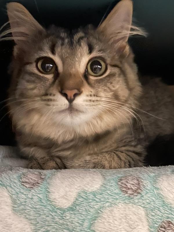 Enlarge Curlie , a ADOPTABLE Domestic Medium Hair in Gig Harbor, WA image 1/6